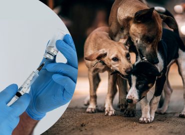 One month vaccination campaign