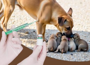 Mobile portable ABC centers for street dog sterilization